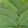 Lamb's Ear Greenery