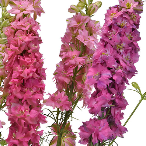 Larkspur Hot Pink Flower