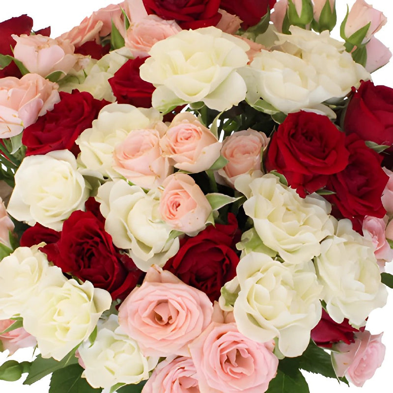 Latin Lovers Petite Rose Mix