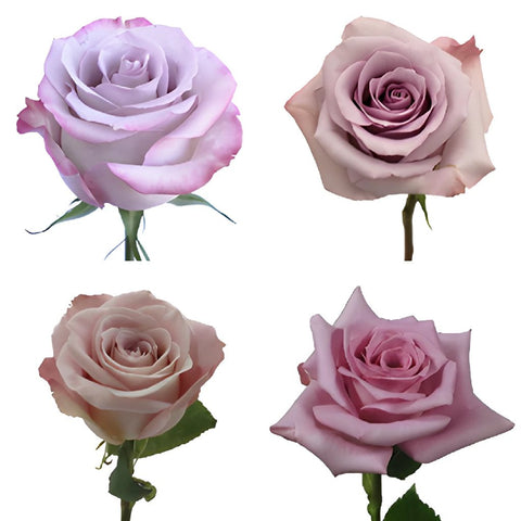 Lavender Roses
