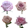 Lavender Roses