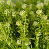 Fresh Pennycress Greenery