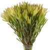 Mini Sandstorm Leucadendron