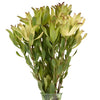 Twisted Citrus Tea Cup Leucadendron