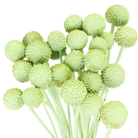 Mint Green Wholesale Craspedia Balls