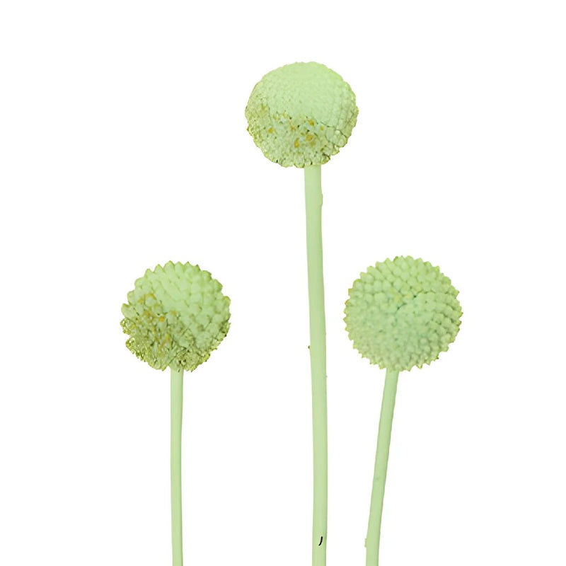 Mint Green Wholesale Craspedia Balls