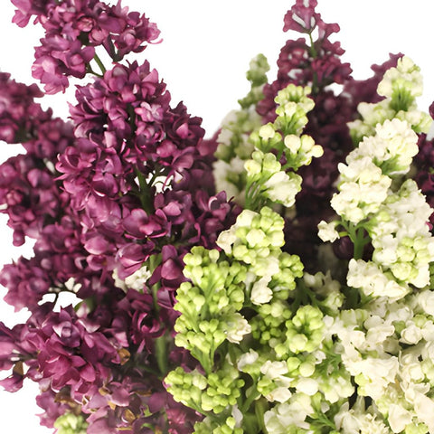 Premium White and Purple Lilac Flower Mix