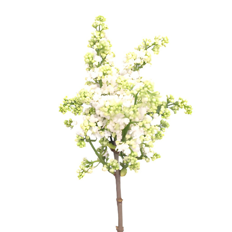 Premium White Lilac Flower