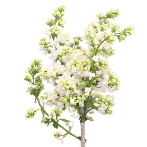 Premium White Lilac Flower