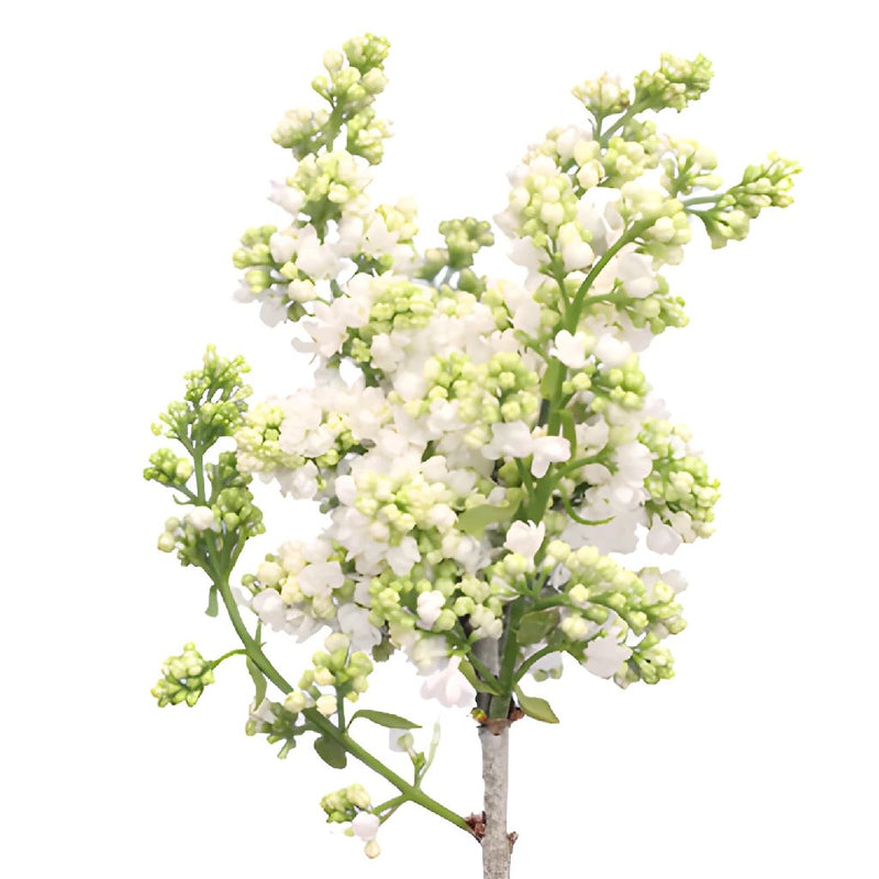 Premium White Lilac Flower