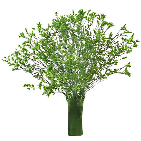 Bright Green Airbrushed Limonium