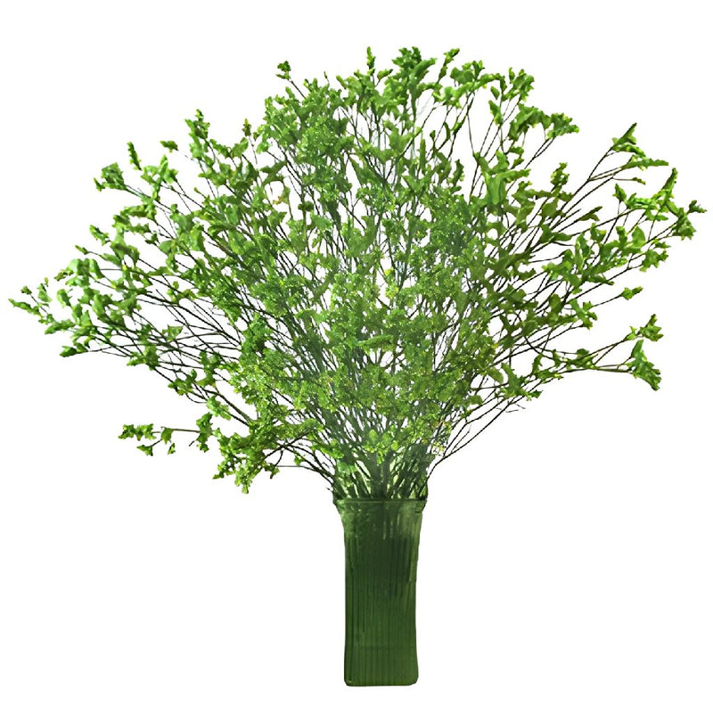 Bright Green Airbrushed Limonium