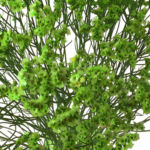 Bright Green Airbrushed Limonium