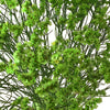 Bright Green Airbrushed Limonium