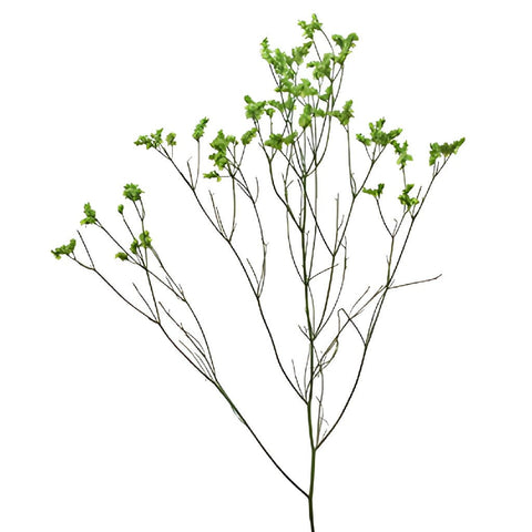 Bright Green Airbrushed Limonium