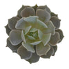 Succulents Flowers