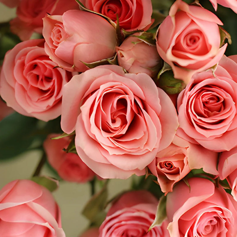 Pink Spray Bulk Roses