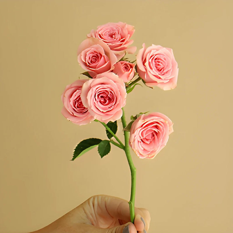 Pink Spray Bulk Roses