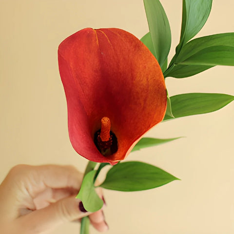 Mango Mini Callas Centerpieces