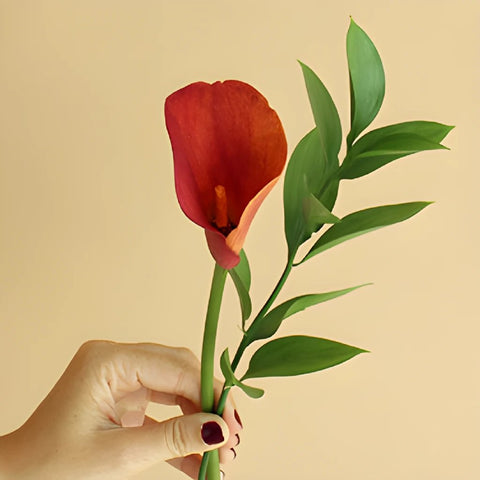 Save the Calla Lily Growers