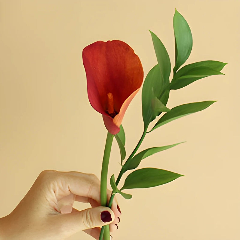 Save the Calla Lily Growers