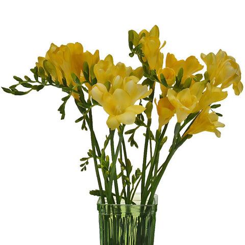 Yellow Freesia Flower