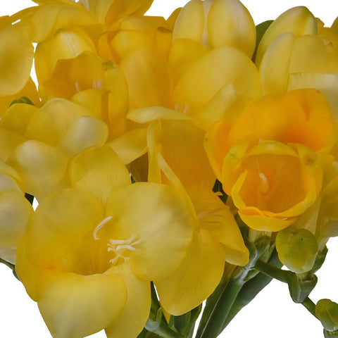 Yellow Freesia Flower