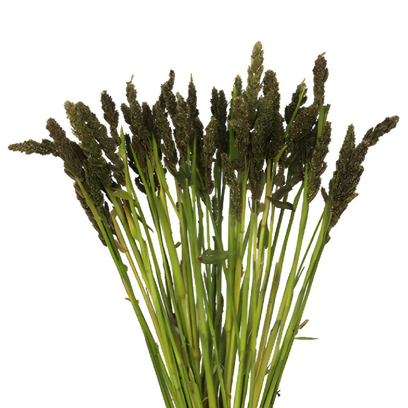 Tapestry Millet Bulk Greens