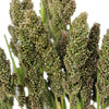 Tapestry Millet Bulk Greens