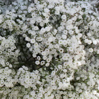 Baby's Breath Flower