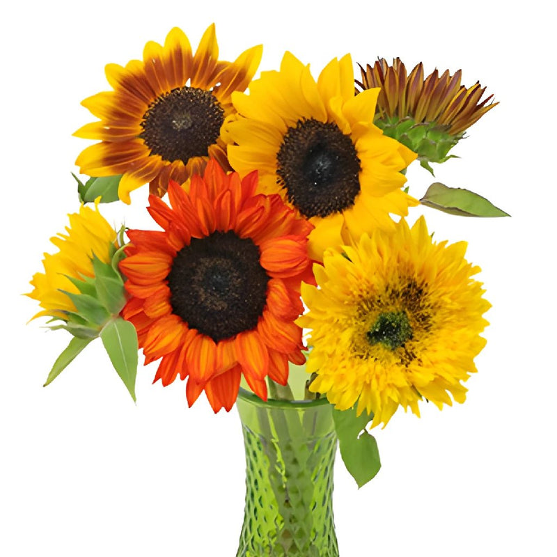 Farm Mix Mini Sunflowers for Arranging