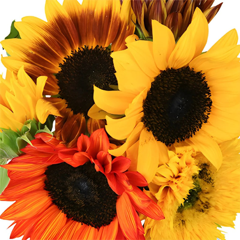 Farm Mix Mini Sunflowers for Arranging