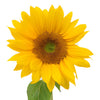 Mini Green Center Sunflowers