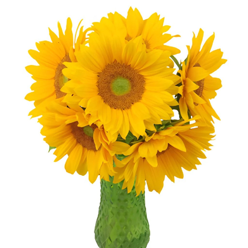 Mini Green Center Sunflowers