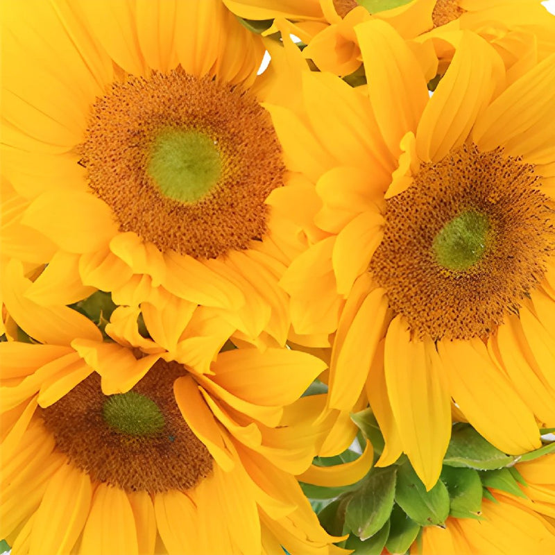 Mini Green Center Sunflowers