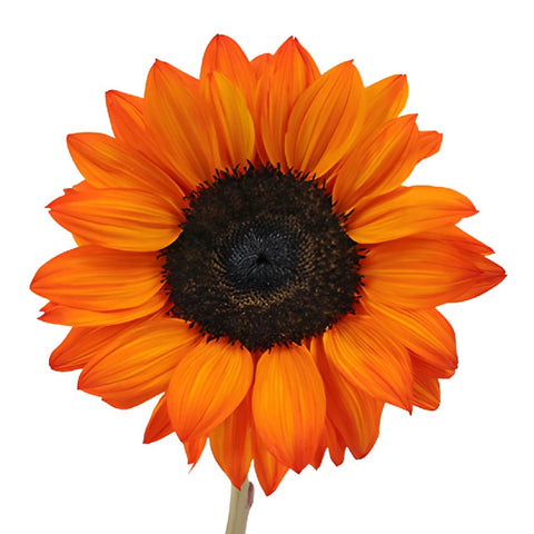 Mini Red Enhanced Sunflowers
