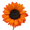 Mini Red Enhanced Sunflowers