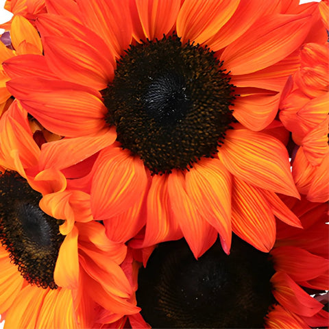 Mini Red Enhanced Sunflowers