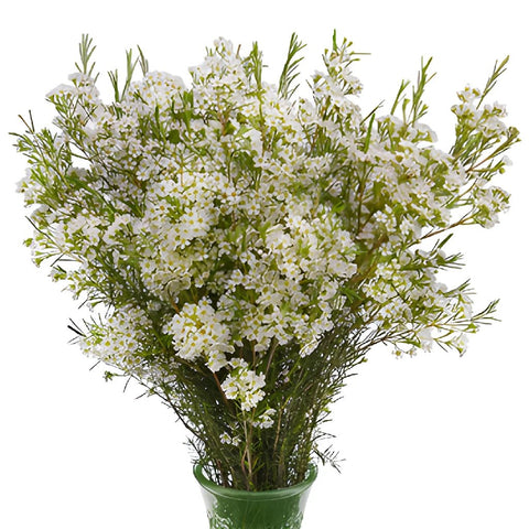 Mini White Wax Flower Jan To May Delivery