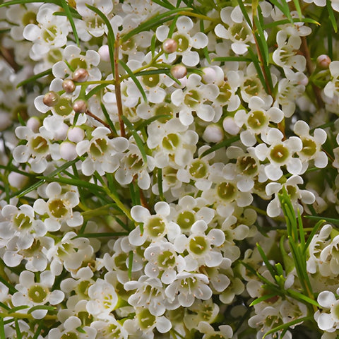 Mini White Wax Flower Jan To May Delivery