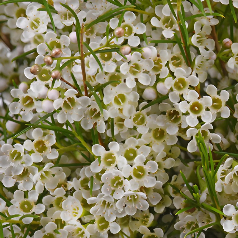 Mini White Wax Flower Jan To May Delivery
