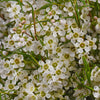 Mini White Wax Flower Jan To May Delivery
