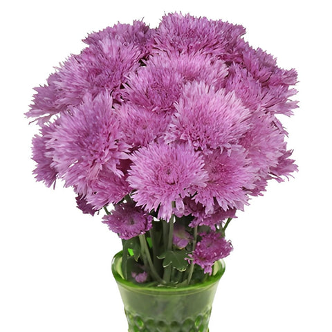 Intriguing Lavender Pink Pom Flower