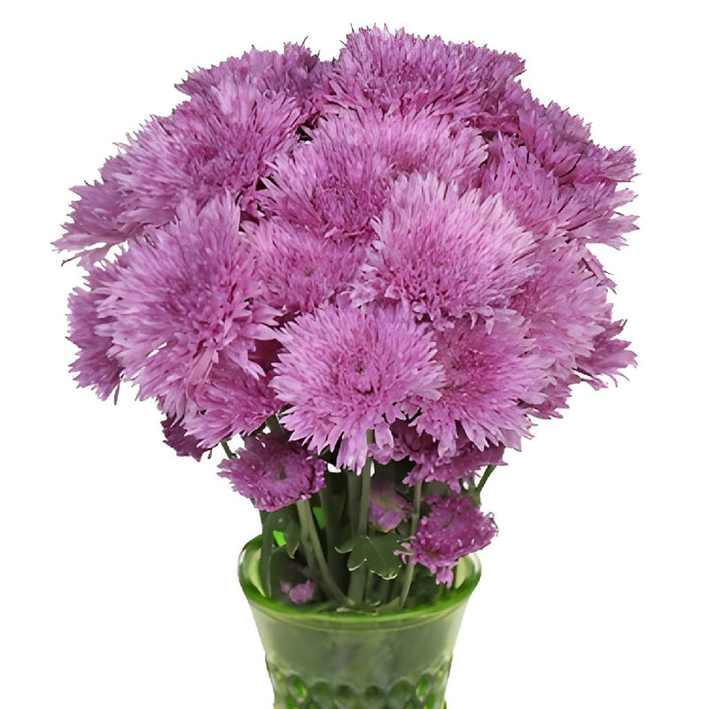 Intriguing Lavender Pink Pom Flower
