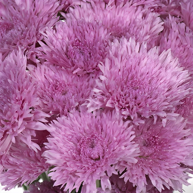 Intriguing Lavender Pink Pom Flower
