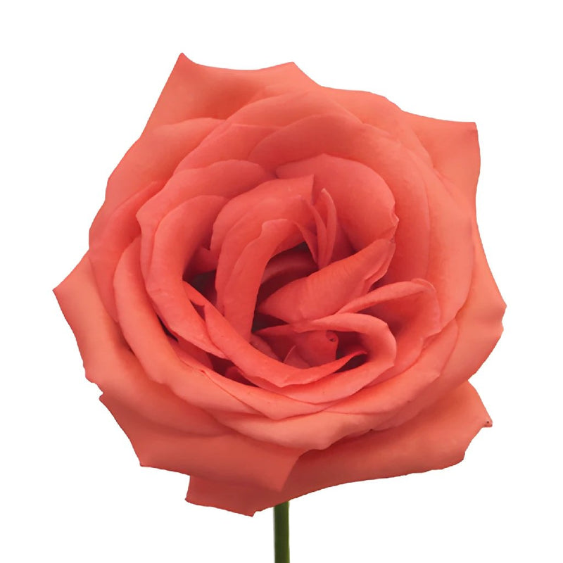 Movie Star Salmon Roses