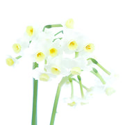 Ready To Go Wholesale Centerpieces Card