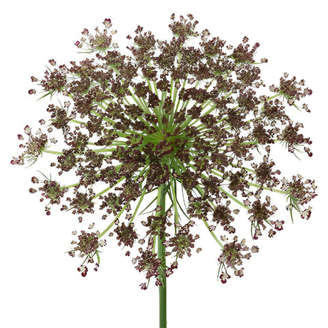 Neapolitan Lace Fall Wholesale Flowers