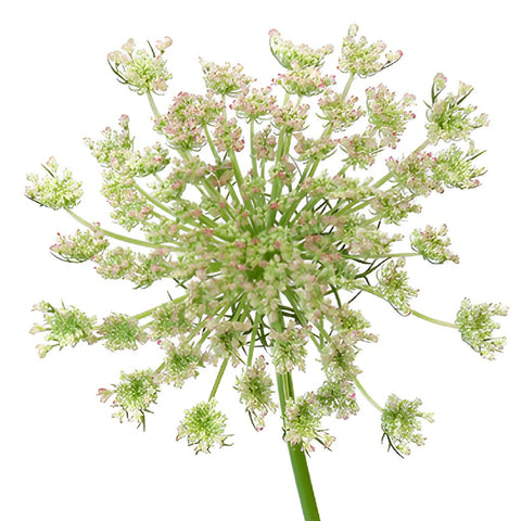 Neapolitan Lace Fall Wholesale Flowers