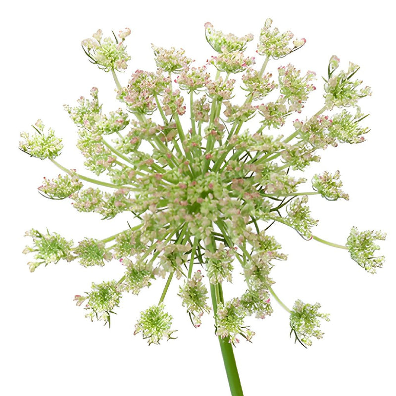 Neapolitan Lace Fall Wholesale Flowers